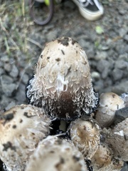 Coprinus