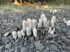 Coprinus