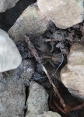 Trochosa