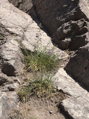 Malesherbia linearifolia