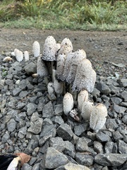 Coprinus