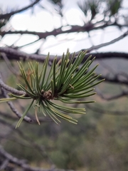 Pinus cembroides