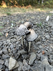 Coprinus