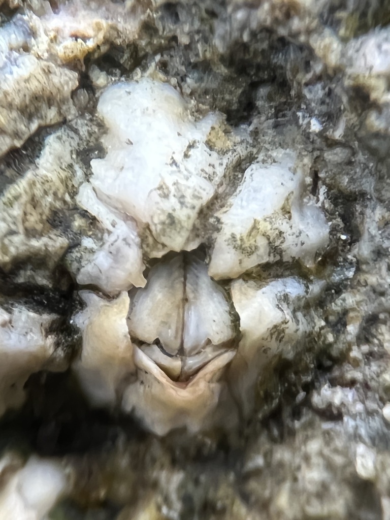 Chthamalus angustitergum