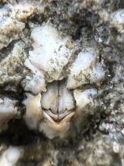Chthamalus angustitergum