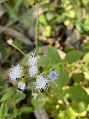 Ageratum