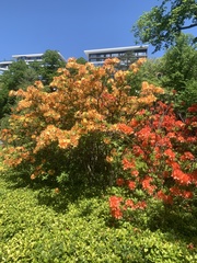 Rhododendron