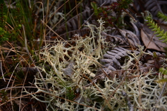 Cladonia portentosa
