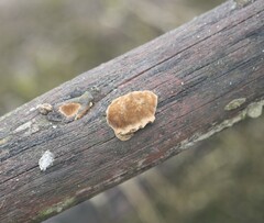 Fungi