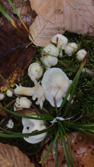 Hygrophorus chrysodon
