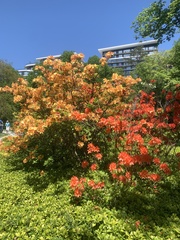 Rhododendron