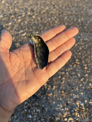 Crassostrea virginica