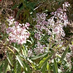 Aloysia citrodora
