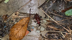 Carabus smaragdinus