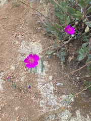 Cistanthe grandiflora