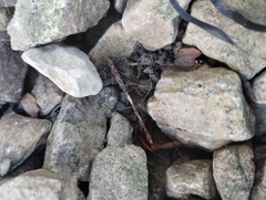 Trochosa