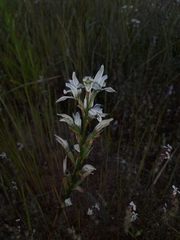 Chloraea multiflora