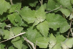 Brickellia californica