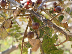 Bursera copallifera