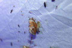 Phyllodesma americana