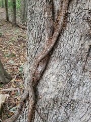 Toxicodendron radicans