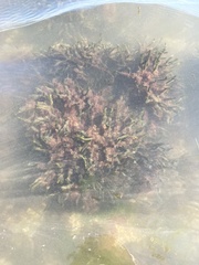 Rhodophyta