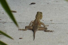 Agama picticauda