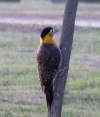 Colaptes campestris campestroides