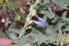 Penstemon secundiflorus