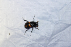 Nicrophorus orbicollis