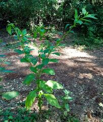 Phytolacca heterotepala