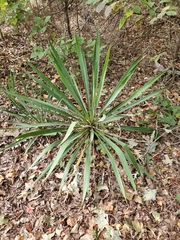 Yucca filamentosa