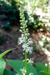 Phytolacca heterotepala