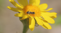 Liphanthus sabulosus