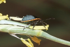 Chlorochroa ligata