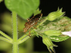 Rhopalus conspersus