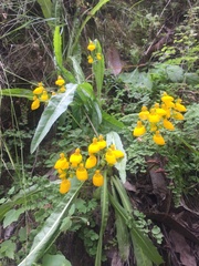 Calceolaria corymbosa
