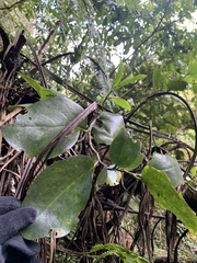 Griselinia lucida