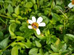 Chauliognathus limbicollis