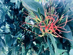 Psittacanthus schiedeanus