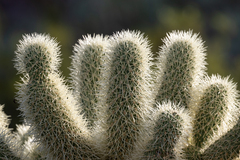 Cylindropuntia bigelovii