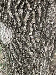 Fraxinus americana