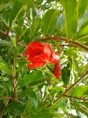 Punica