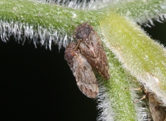 Pachypsylla celtidisvesicula