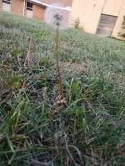 Taraxacum erythrospermum