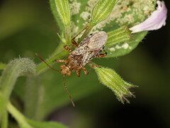 Rhopalus conspersus