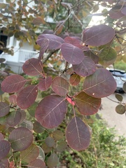 Cotinus