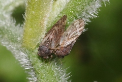 Pachypsylla celtidisvesicula