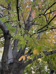 Fraxinus americana