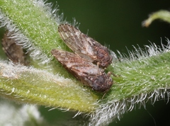 Pachypsylla celtidisvesicula